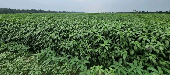 বাঘায় সোনালি পাট চাষে ঝুকেছে কৃষক 