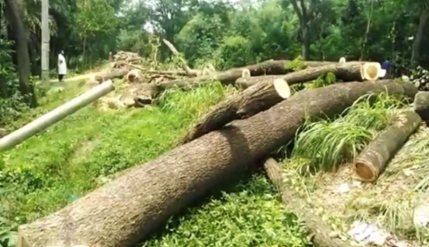 মহাসড়কের পাশে কেটে রাখা গাছের চাপায় এক শিশুর মৃত্যু