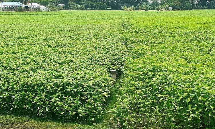 সালথা’য় পাটের বাম্পার ফলনের আশায় চাষিরা