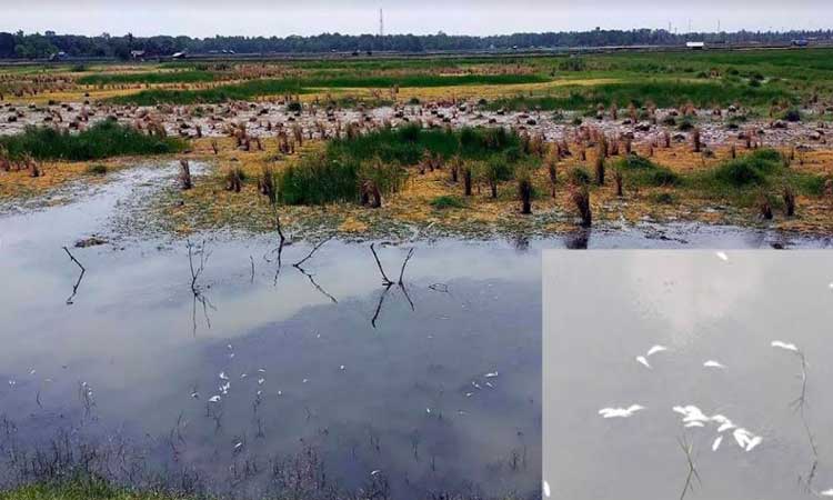 ফুলবাড়ীতে চুক্তিবদ্ধ একহাজার কৃষকের মাঝে আমন ধানের বীজ বিতরণ