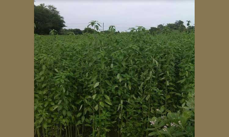 পাইকগাছায় লক্ষ্য মাত্রার অধিক জমিতে পাট চাষ