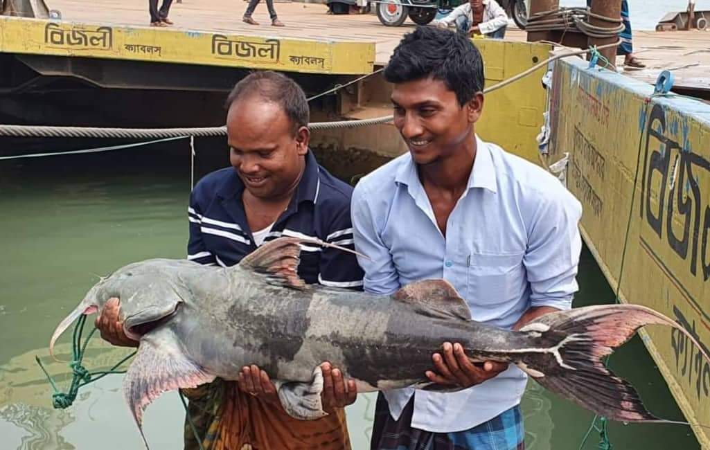 পদ্মায় জেলের জালে ২৬ কেজি ওজনের বাগাড় মাছ ধরা পড়েছে