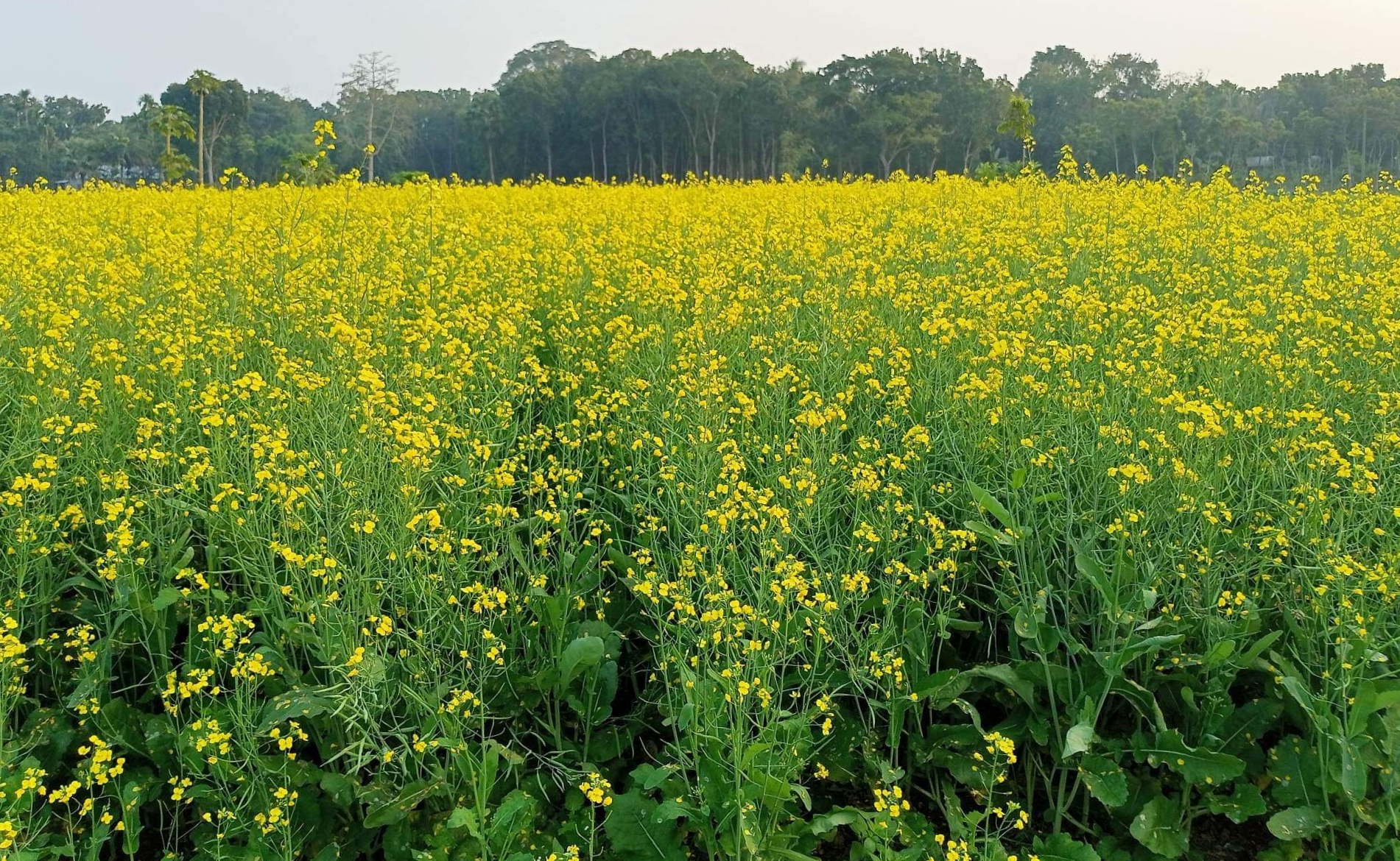 ভালো ফলন আর আবাহওয়া অনুকুলে থাকায় রাজবাড়ীতে বাড়ছে সরিষার চাষ
