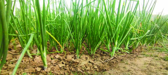 পেঁয়াজ চাষে ক্ষতিগ্রস্থ রাজবাড়ির কৃষক