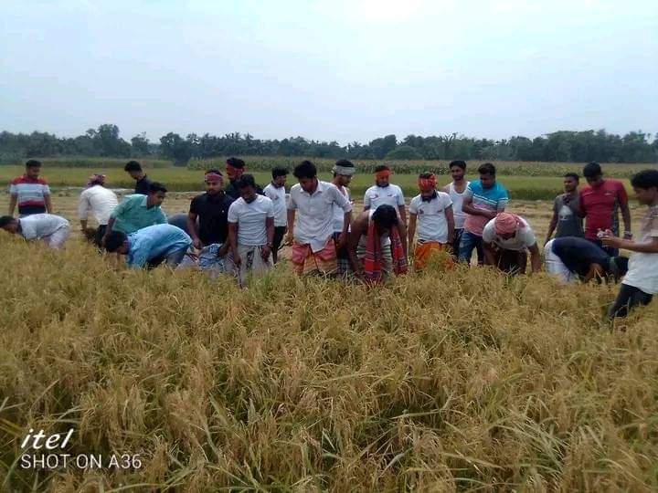 রাজবাড়ীতে কৃষকের ধান কেটে ঘরে তুলে দিল ছাত্রলীগ