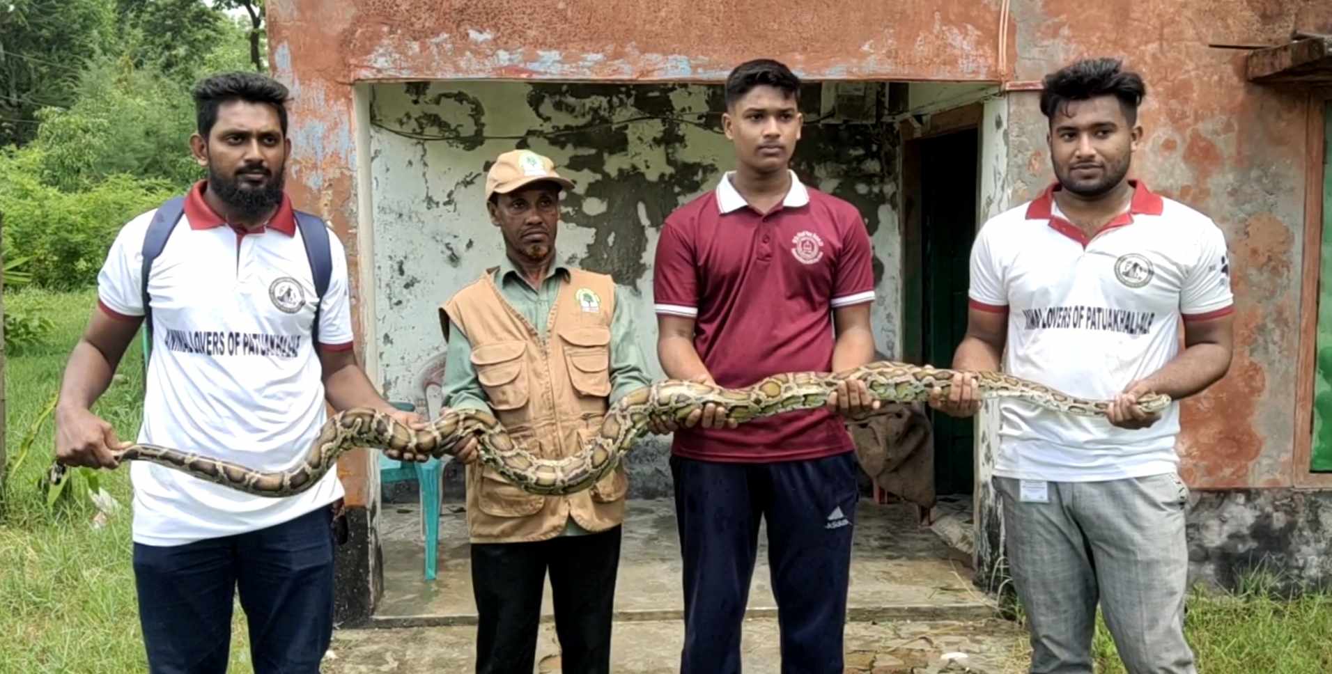 কলাপাড়ায় বার্মিজ অজগর সাপ উদ্ধার