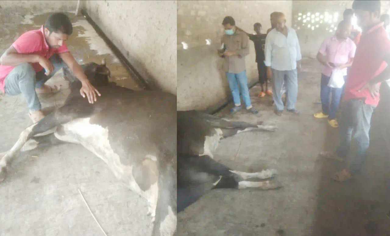 বাঘায় এআই কর্মীর চিকিৎসার পর গরুর মৃত্যু, দিশেহারা কৃষক
